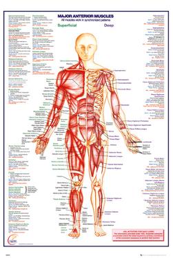 Muscular System Posters, Prints, Paintings & Wall Art | AllPosters.com