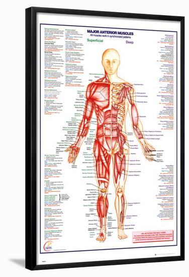 Human Body Major Anterior Muscles-null-Framed Poster