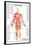 Human Body Major Anterior Muscles-null-Framed Poster