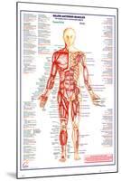 Human Body Major Anterior Muscles-null-Mounted Poster