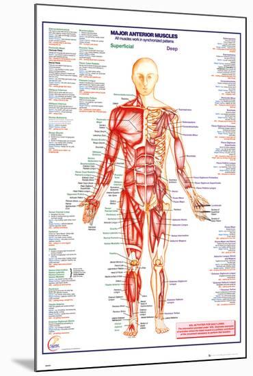 Human Body Major Anterior Muscles-null-Mounted Poster