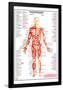 Human Body Major Anterior Muscles-null-Framed Poster