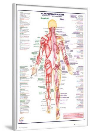 Human Body Major Posterior Muscles Posters Allposters Com