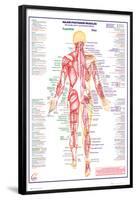 Human Body Major Posterior Muscles-null-Framed Poster