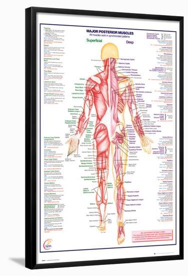 Human Body Major Posterior Muscles-null-Framed Poster