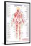 Human Body Major Posterior Muscles-null-Framed Poster