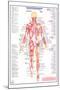 Human Body Major Posterior Muscles-null-Mounted Poster