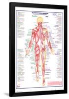Human Body Major Posterior Muscles-null-Framed Poster