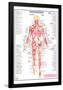 Human Body Major Posterior Muscles-null-Framed Poster