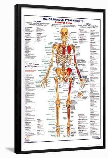 Human Body Muscle Attachments Anterior-null-Framed Poster