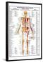 Human Body Muscle Attachments Anterior-null-Framed Poster
