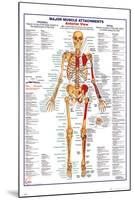 Human Body Muscle Attachments Anterior-null-Mounted Poster