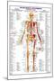 Human Body Muscle Attachments Anterior-null-Mounted Poster