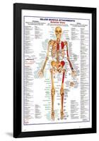 Human Body Muscle Attachments Anterior-null-Framed Poster