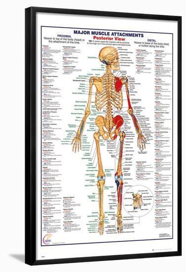 Human Body Muscle Attachments Posterior-null-Framed Poster