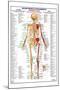 Human Body Muscle Attachments Posterior-null-Mounted Poster