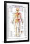 Human Body Muscle Attachments Posterior-null-Framed Poster