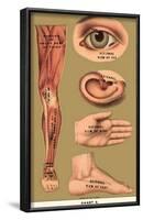 Human Body Parts-null-Framed Poster