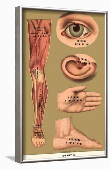 Human Body Parts-null-Framed Poster