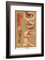 Human Body Parts-null-Framed Poster