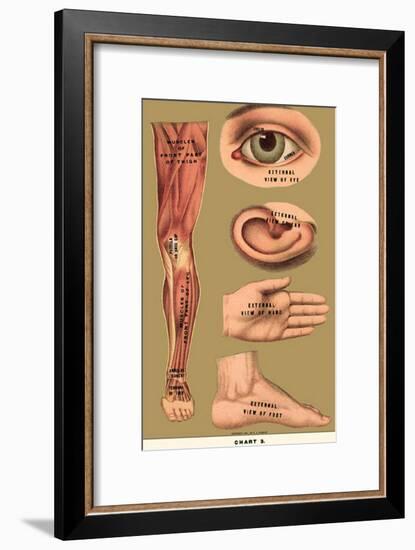 Human Body Parts-null-Framed Poster