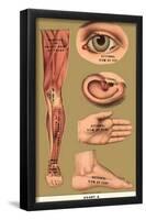 Human Body Parts-null-Framed Poster