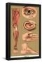 Human Body Parts-null-Framed Poster