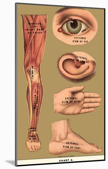 Human Body Parts-null-Mounted Poster
