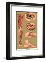 Human Body Parts-null-Framed Poster