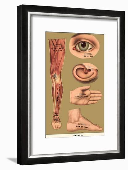 Human Body Parts-null-Framed Poster