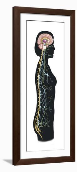 Human Body Showing Autonomic Nervous System and Limbic System-null-Framed Art Print