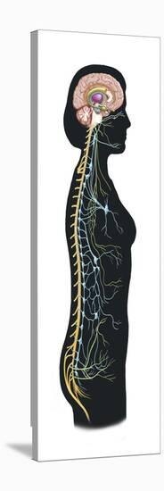 Human Body Showing Autonomic Nervous System and Limbic System-null-Stretched Canvas