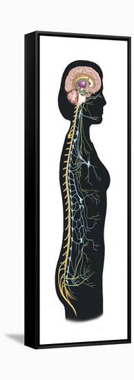 Human Body Showing Autonomic Nervous System and Limbic System-null-Framed Stretched Canvas