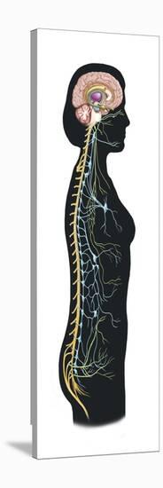 Human Body Showing Autonomic Nervous System and Limbic System-null-Stretched Canvas