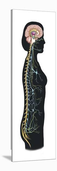 Human Body Showing Autonomic Nervous System and Limbic System-null-Stretched Canvas