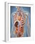 Human Body Showing Heart and Main Circulatory System Position-Stocktrek Images-Framed Art Print