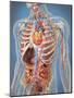 Human Body Showing Heart and Main Circulatory System Position-Stocktrek Images-Mounted Art Print