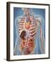 Human Body Showing Heart and Main Circulatory System Position-Stocktrek Images-Framed Art Print