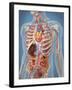 Human Body Showing Heart and Main Circulatory System Position-Stocktrek Images-Framed Art Print