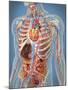 Human Body Showing Heart and Main Circulatory System Position-Stocktrek Images-Mounted Art Print