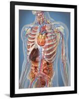 Human Body Showing Heart and Main Circulatory System Position-Stocktrek Images-Framed Art Print