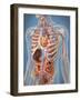 Human Body Showing Heart and Main Circulatory System Position-Stocktrek Images-Framed Art Print