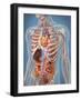 Human Body Showing Heart and Main Circulatory System Position-Stocktrek Images-Framed Art Print