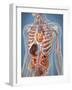 Human Body Showing Heart and Main Circulatory System Position-Stocktrek Images-Framed Art Print