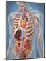 Human Body Showing Heart and Main Circulatory System Position-Stocktrek Images-Mounted Art Print