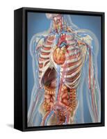 Human Body Showing Heart and Main Circulatory System Position-Stocktrek Images-Framed Stretched Canvas