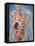 Human Body Showing Heart and Main Circulatory System Position-Stocktrek Images-Framed Stretched Canvas