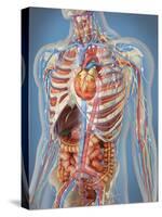 Human Body Showing Heart and Main Circulatory System Position-Stocktrek Images-Stretched Canvas