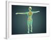 Human Body Showing Skeletal System, Arteries, Veins, and Nervous System-null-Framed Art Print