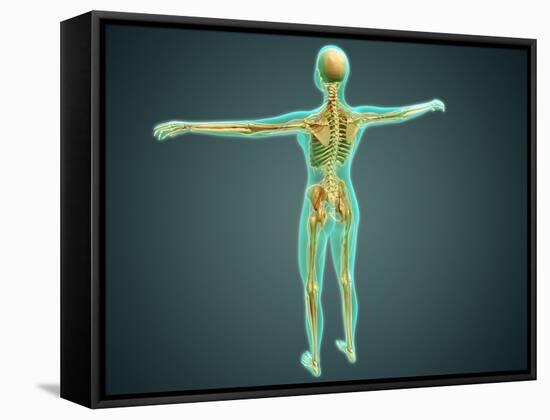 Human Body Showing Skeletal System, Arteries, Veins, and Nervous System-null-Framed Stretched Canvas